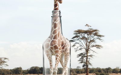 When the Founder Becomes the Bottleneck, No One Wants to Say It Out Loud